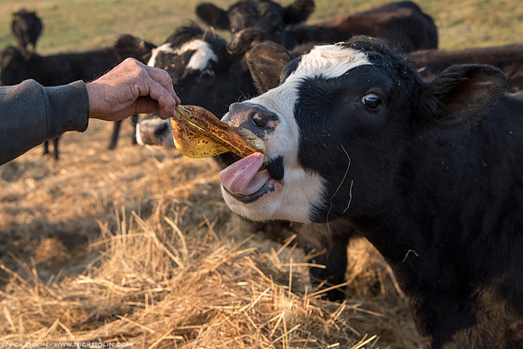Cow