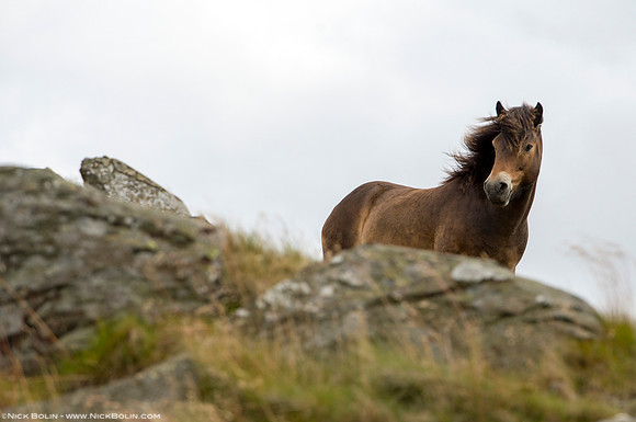 Exmoor Pony North Berwick, Scotland